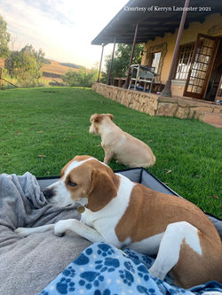 Fish Eagle Cottage at Highland Giants Estate (43)