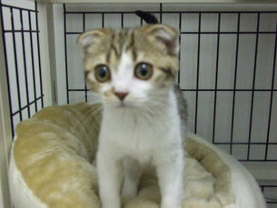 3月3日(火)のブログ「ひな祭り」