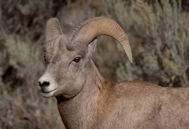 Das Alte Testament – Ein Zeugnis für Jesus Christus