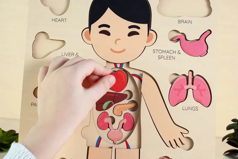 A wooden puzzle of a human body with internal and external organ pieces.