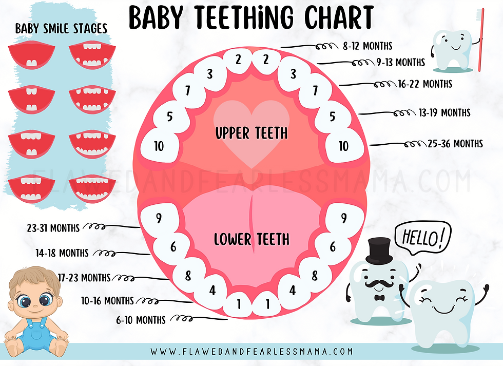 An open mouth diagram with the teeth labeled with numbers in the order those teeth come in a baby's mouth and their respective months.
