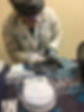 Veterinarian examining a small bat next to a scale
