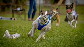 K9 Match Race March Meet