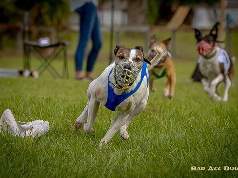 K9 Match Race March Meet