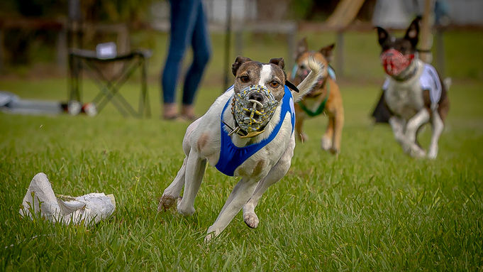 K9 Match Race March Meet