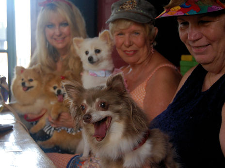 PAW Doggy Fashion Show