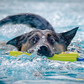 CFK9 Christmas Cluster 2025