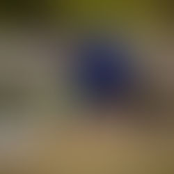 SOMOS December 2025 Race Meet