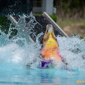 Florida K9 Splash Zone Opens New Dock