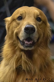 AKC-NATL-D3-19-2
