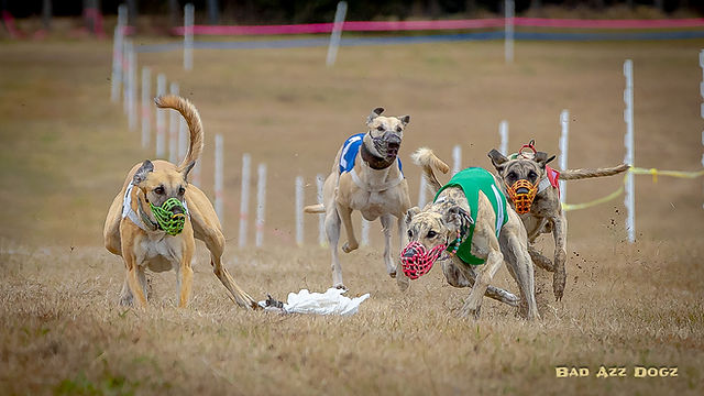 Dog Racing For Fun Funny Dog Racing