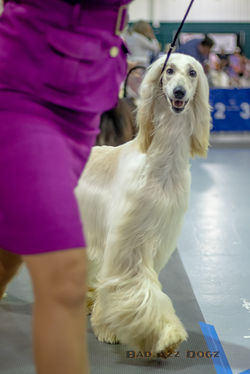 WVKC-DogShow2019-46