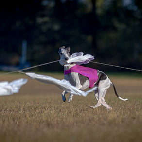 December 2025 Lure Coursing in Florida