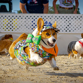 2026 Florida Corgi Derby