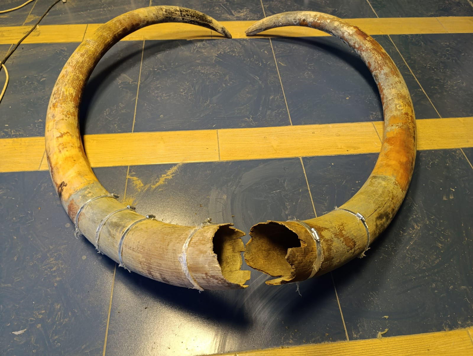 Une paire de défenses de mammouth.