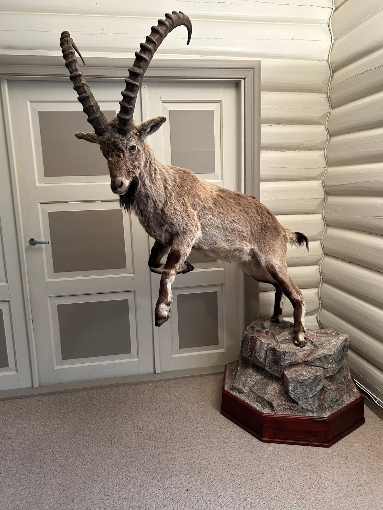 Ibex Taxidermy