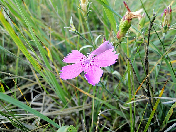 Dianthus versicolor 1.jpg