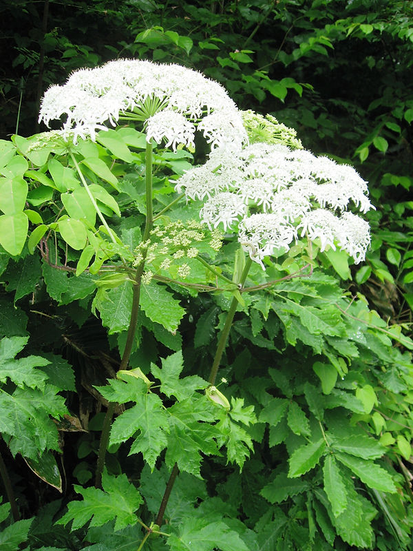 Heracleum dissectum 1.jpg