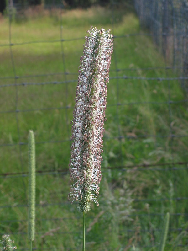 Phleum pratense 4.jpg