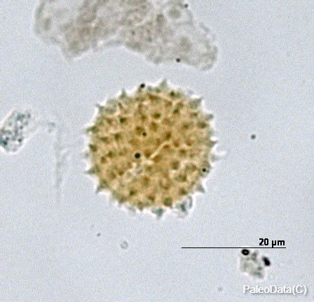 Gnaphalium uliginosum L. s.l1.jpg