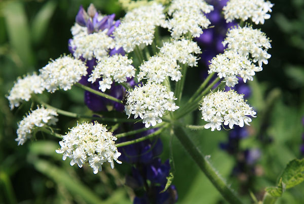 Heracleum dissectum 2.jpg