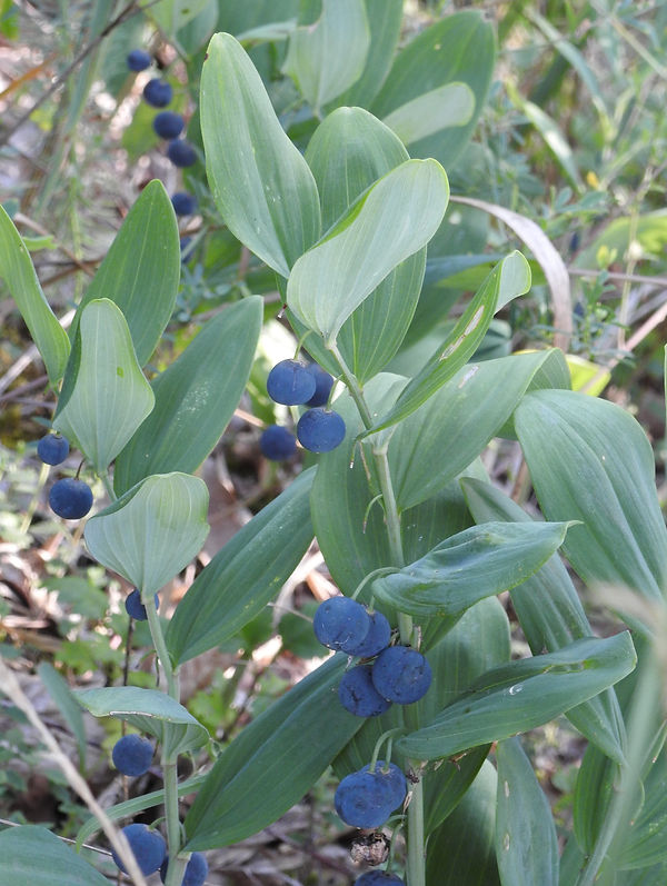 Polygonatum odoratum (Miller) Druce4.jpg