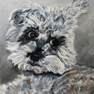 Miniature Schnauzer