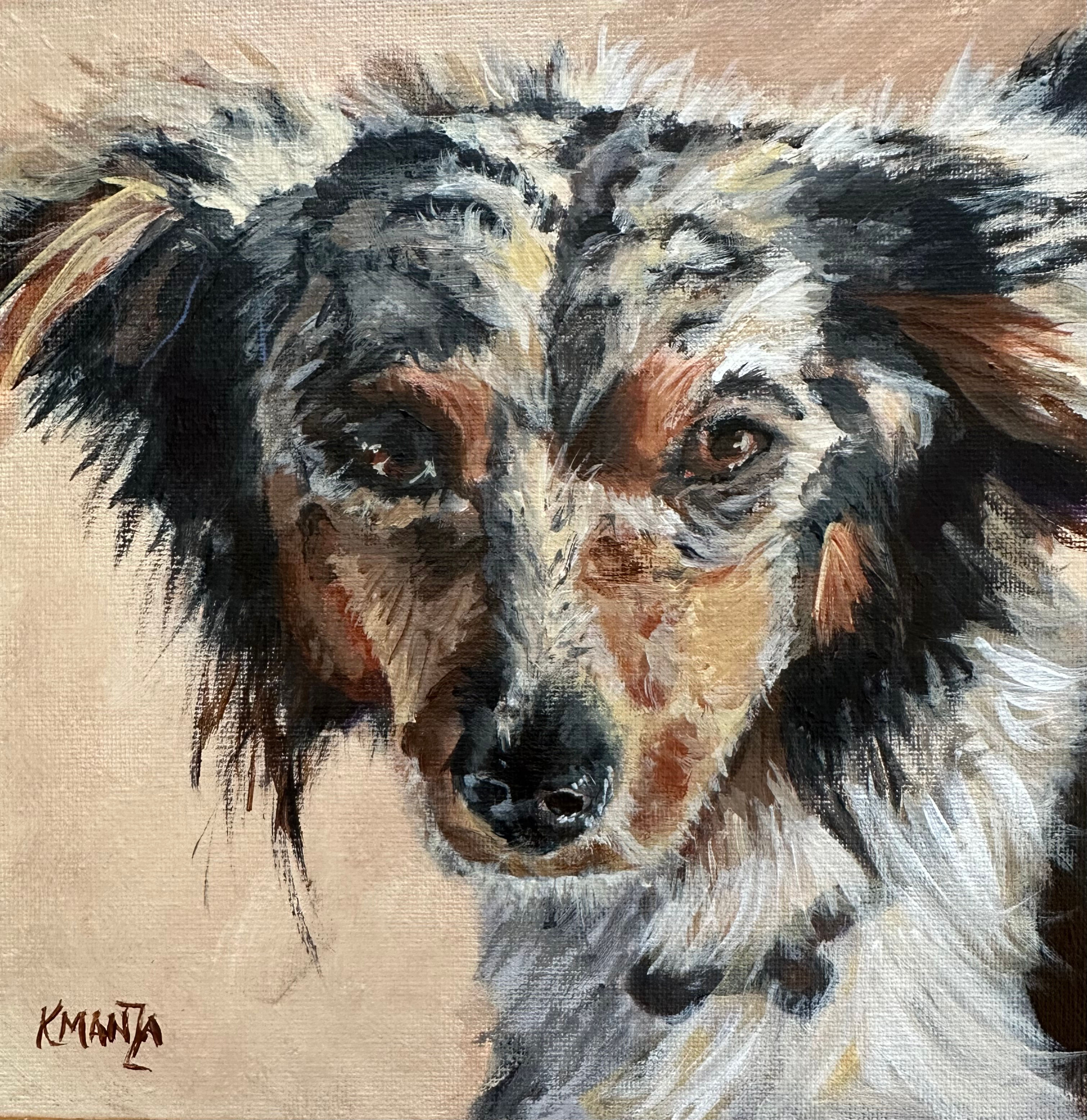 Face #70 — Bubba — Blue Merle Mini Australian Shepherd