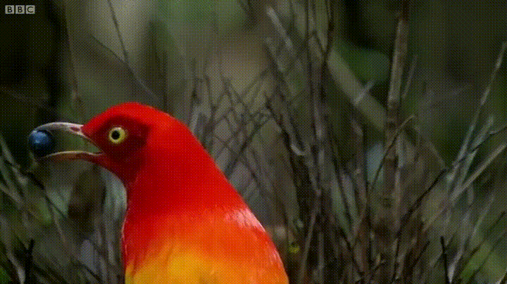 Bowerbird2.GIF
