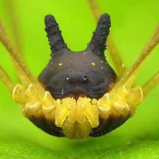 Bunny Harvestman2