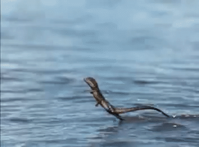 Basilisk2.GIF