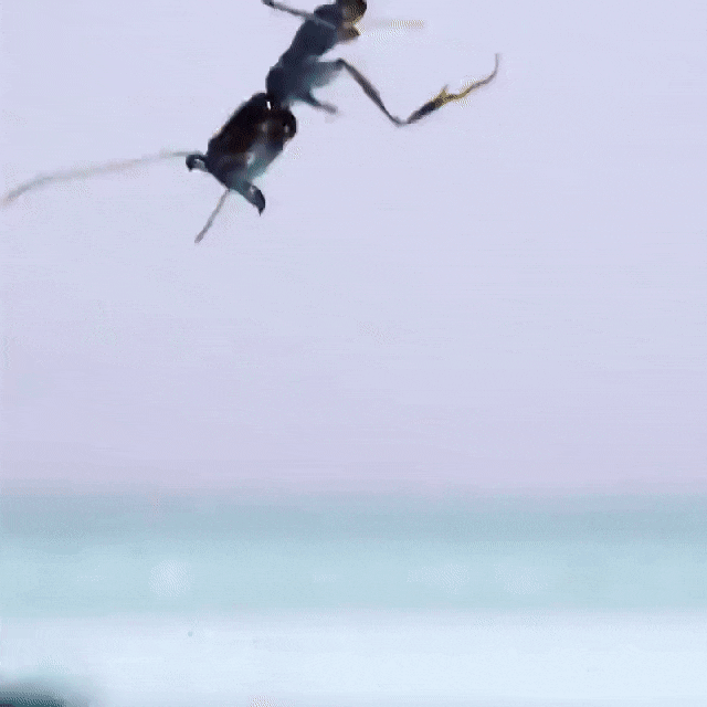 Trapjaw Ant2.GIF