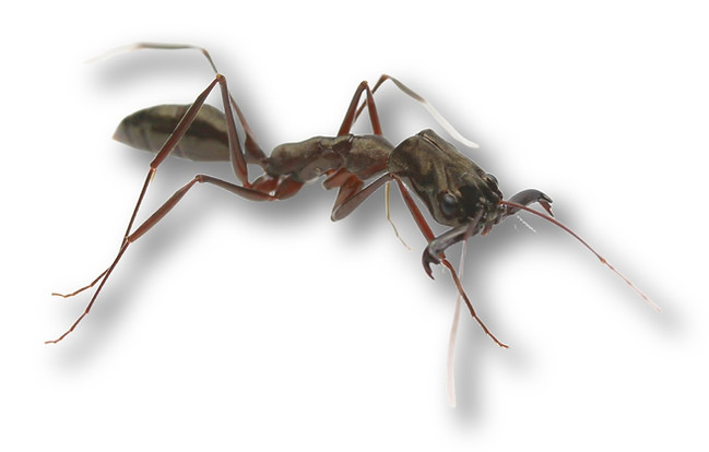 Trapjaw Ant