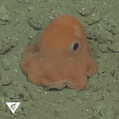 Dumbo Octopus3.GIF