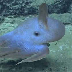 Dumbo Octopus2.GIF