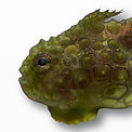 Alligator Snapping Turtle_edited.jpg