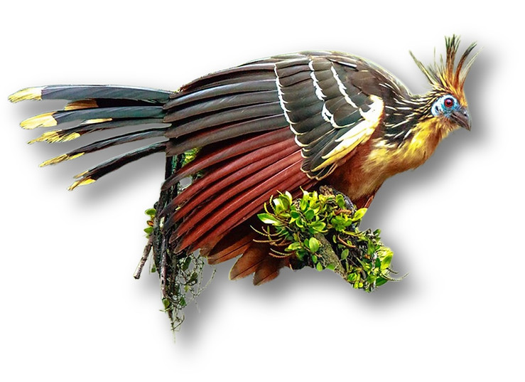 Hoatzin