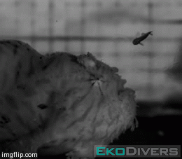 Frogfish2