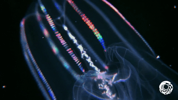 Comb Jelly3