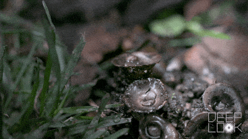Bird Nest Fungi2