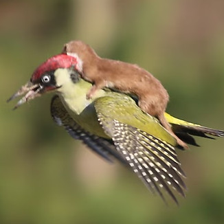 stoat2.jpg