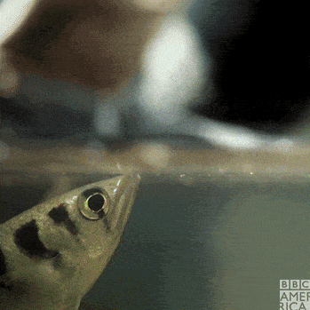 Archerfish2.GIF