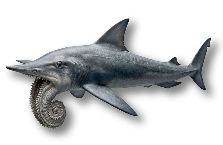 Helicoprion.jpg