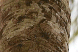 Common Flying Dragon2.GIF