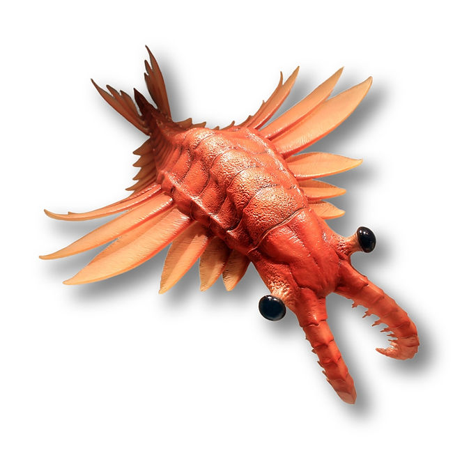 Anomalocaris