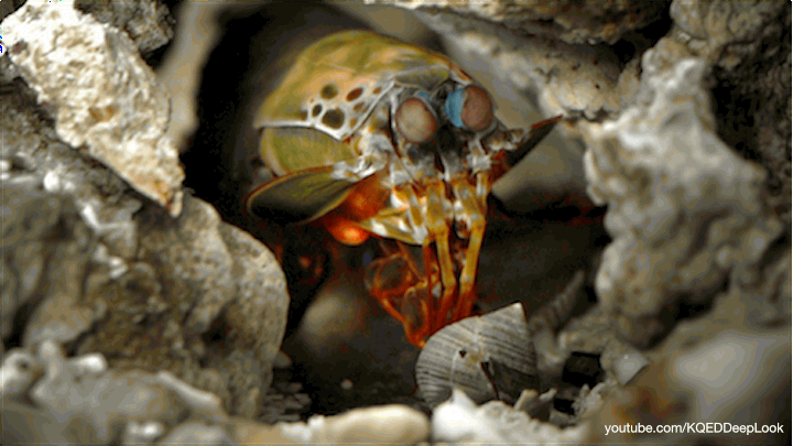 DL320_mantis_whackingsnail2_720.gif