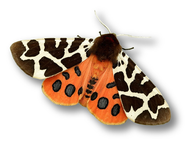 Tiger Moth