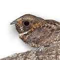 Alligator Snapping Turtle_edited.jpg