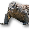 Alligator Snapping Turtle_edited.jpg