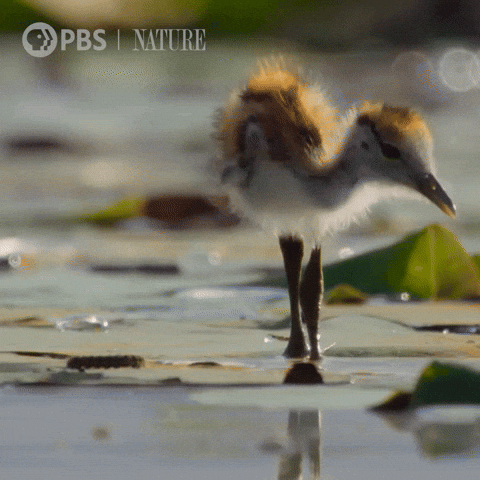 Jacana3.gif